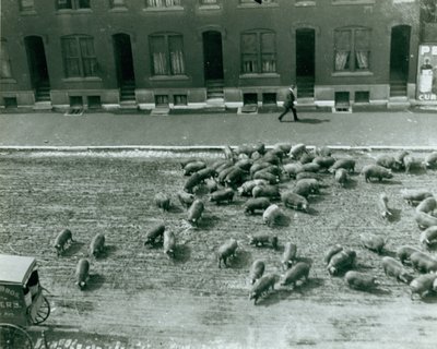 Grise løsner sig på gaden ved Thirteenth og Market Streets af Unknown